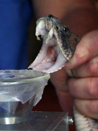 Змеиный яд Змеиный яд