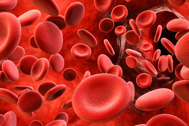 кровь под микроскопом