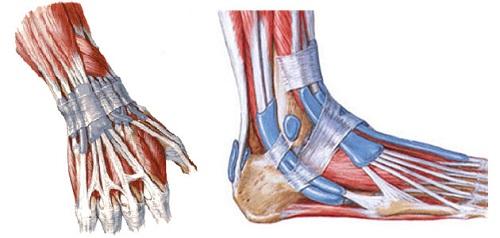 tendovagin tendovagin